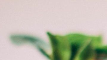 Fresas-Kristina Paukshtite en Pexels