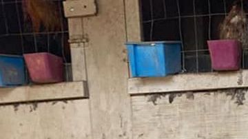 Se recuperaron 600 aves en la operación.