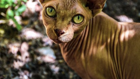 El gato desnudo más arrugado del mundo causa sensación en Instagram.