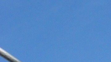 Los gatos son animales territoriales que gustan salirse de casa.