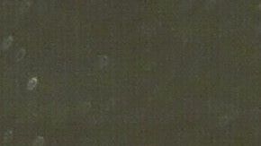 Conor mencionó que Khabib ha cancelado tres veces, es por ello que la victoria corresponde a Ferguson.