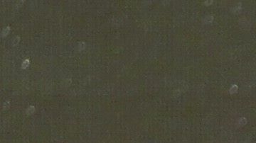 Conor mencionó que Khabib ha cancelado tres veces, es por ello que la victoria corresponde a Ferguson.