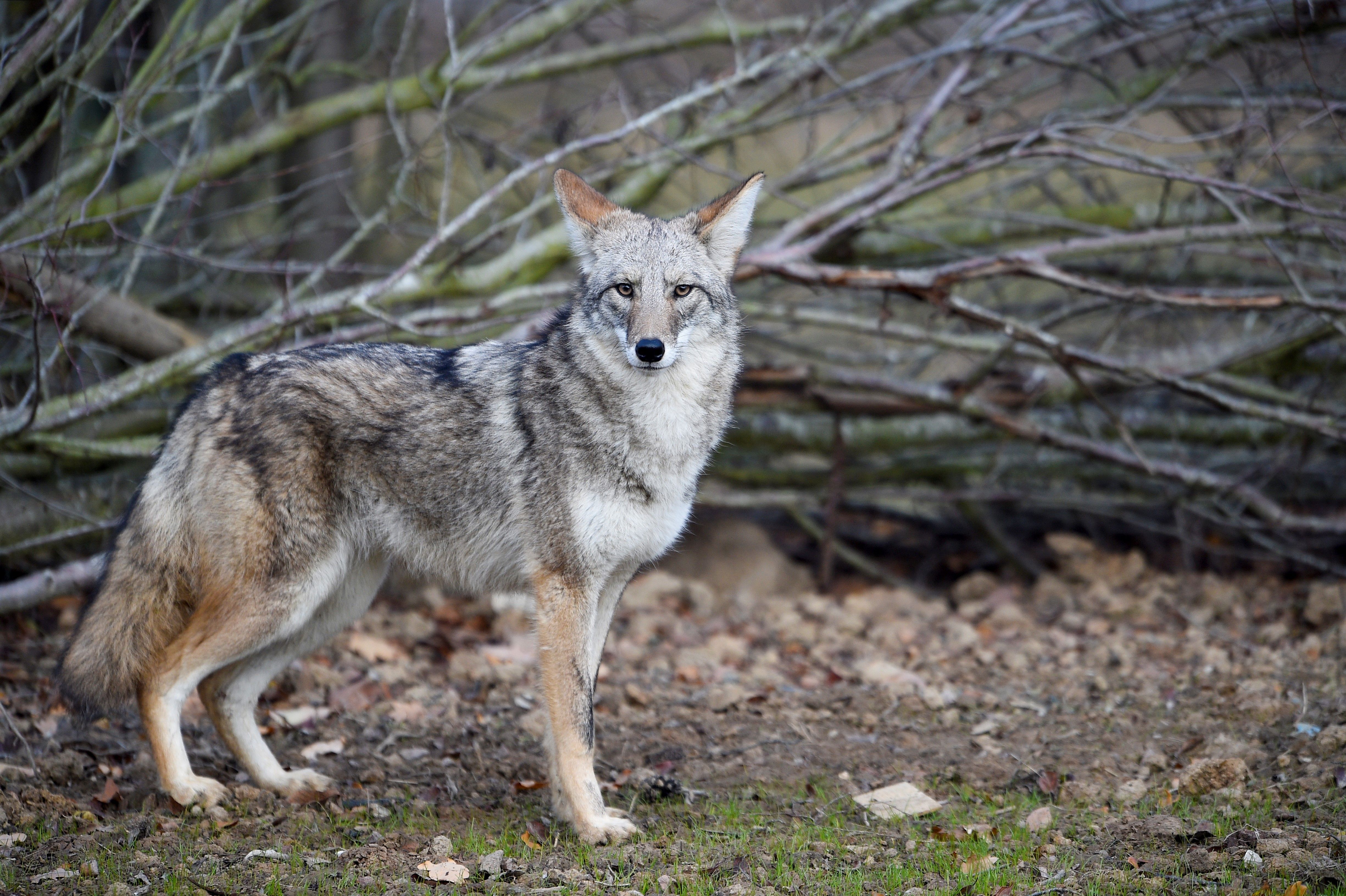 Coyotes invaden San Francisco durante la noche | El Diario NY