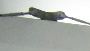 El sindicato de sobrecargos de Southwest Airlines.