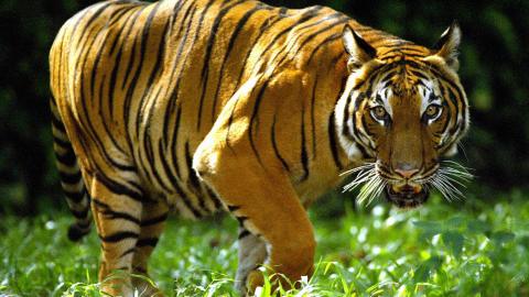 Tigre malayo.