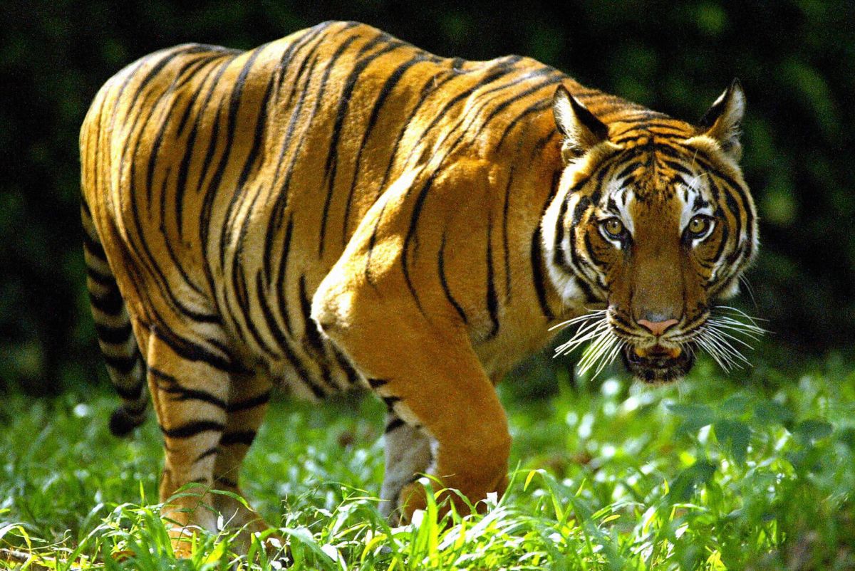 Tigre malayo