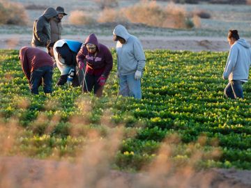 Muchos inmigrantes trabajan en la agricultura, sin papeles ni dominio del inglés.