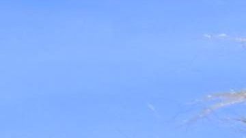 Chewbacca de la saga de Star Wars.