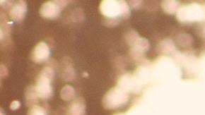 Tauro y los caballos son como almas gemelas.