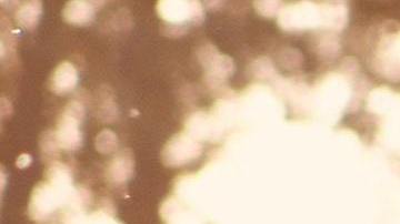 Tauro y los caballos son como almas gemelas.