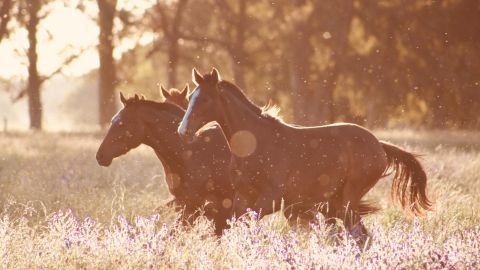 Tauro y los caballos son como almas gemelas.