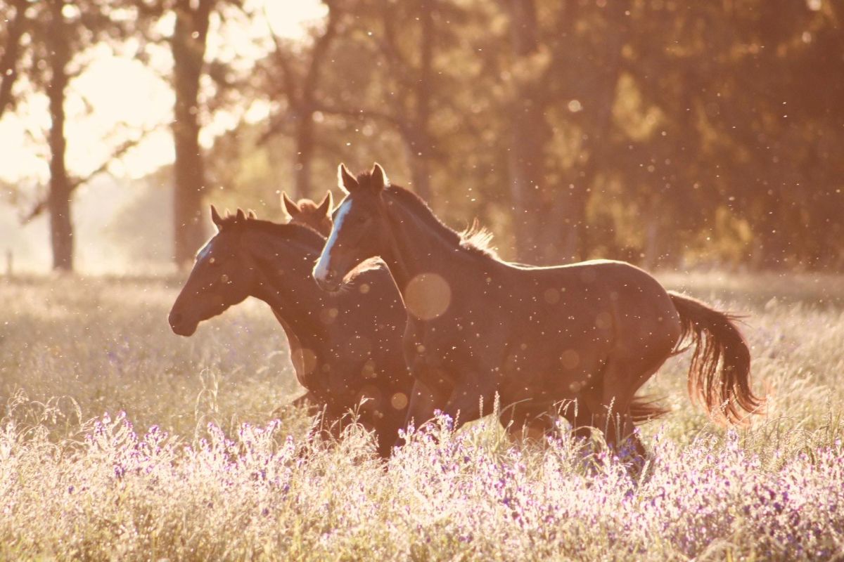 Imagen ilustrativa de caballos en un campo.