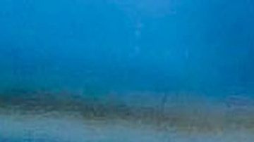 Las tortugas marinas están en peligro de extinción.