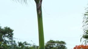 Los tres policías heridos de bala fueron trasladados de emergencia al hospital Jackson Memorial de Miami.