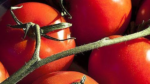 Hay numerosas especies de tomate y muchas formas de prepararlo.
