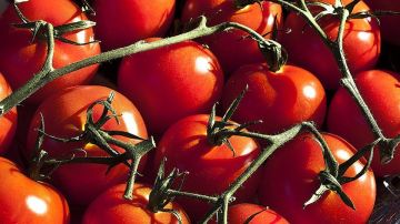 Hay numerosas especies de tomate y muchas formas de prepararlo.