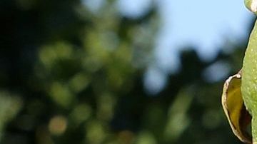 Los trabajadores del campo entre los más expuestos al coronavirus.(Photo by Aurelia Ventura/La Opinion)