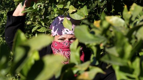Los trabajadores del campo entre los más expuestos al coronavirus.(Photo by Aurelia Ventura/La Opinion)