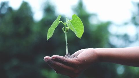 Dar un poco de vida a tu jardín, te va a ayudar a mantener la esperanza en tu encierro.