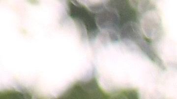 chicharito muestra cómo fue su mudanza a los angeles