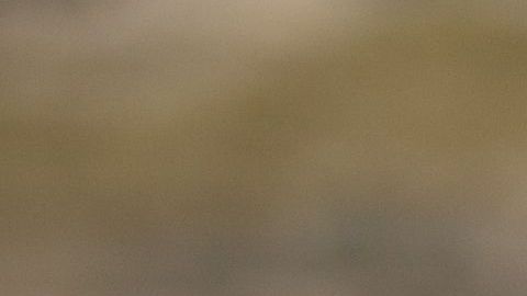Médicamente se ha demostrado que las mascotas son beneficiosas para la salud física y mental.