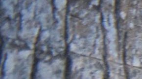 Perros enjaulados: crueldad animal.