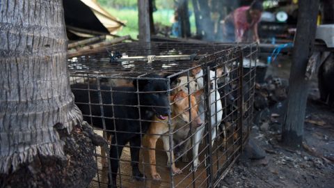 Perros enjaulados: crueldad animal.