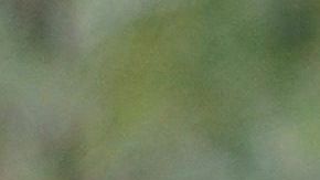 Se cree que la artemisa es la planta de las brujas.