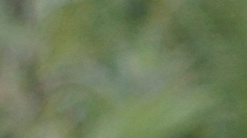 Se cree que la artemisa es la planta de las brujas.