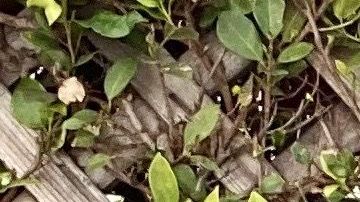 Naibe Reynoso se inspiró en los comentarios negativos que hicieron de su comunidad para escribir este libro. Foto: Cortesía