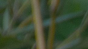 Dos osos panda por fin lograron aparearse.