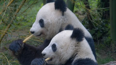 Dos osos panda por fin lograron aparearse.