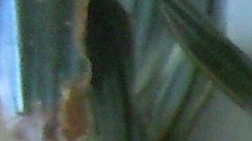 Según diversos estudios, los canes tienen la capacidad de pensar como un niño de 3 a 5 años.