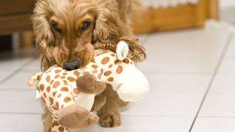 Los perros deben ejercitarse en casa por salud mental y física.