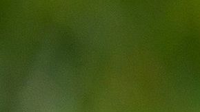 Un perro chihuahua simuló un jaripeo en el patio de la casa donde vive.