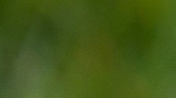 Un perro chihuahua simuló un jaripeo en el patio de la casa donde vive.