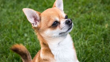 Un perro chihuahua simuló un jaripeo en el patio de la casa donde vive.