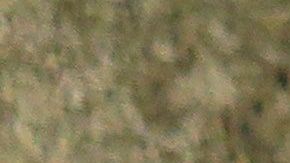 Un perro que come cereal con cuchara causó terror en una familia mexicana.