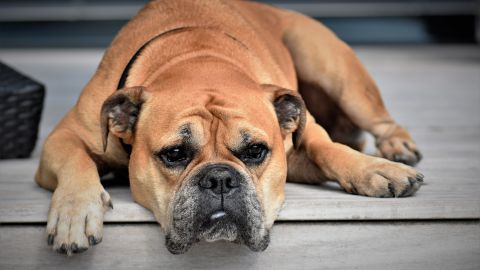 Los perros no comprenden la situación que estamos afrontando.