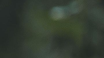 Cuando la temperatura corporal de un perro se altera puede ser por fiebre.