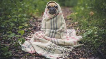 Cuando la temperatura corporal de un perro se altera puede ser por fiebre.