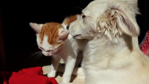 Un perro adoptó un gato y han construido una gran amistad.