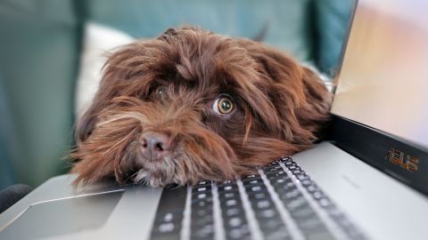 Un perro salió del aburrimiento cuando sus amos le enseñaron a jugar "gato".