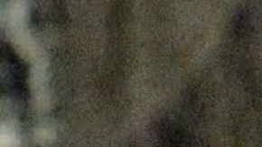 Los perros también tienen un estilo de música favorita.