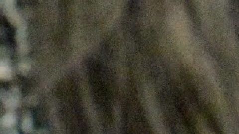 Los perros también tienen un estilo de música favorita.