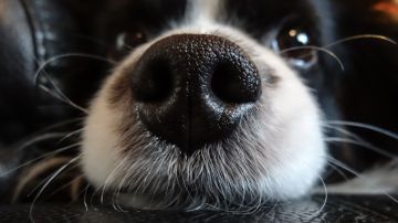 La resequedad de la nariz de tu perro puede deberse a varios factores que no tienen que ver con una enfermedad.