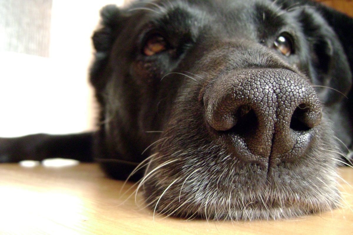 El poderoso olfato canino puede detectar tumores cancerígenos antes de que se formen y otras enfermedades. 