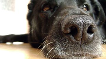 El poderoso olfato canino puede detectar tumores cancerígenos antes de que se formen y otras enfermedades.