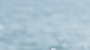 Las patas biónicas son una oportunidad de vida para mascotas accidentadas o enfermas.