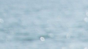 Las patas biónicas son una oportunidad de vida para mascotas accidentadas o enfermas.